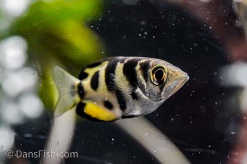 Small Scale Archer Fish