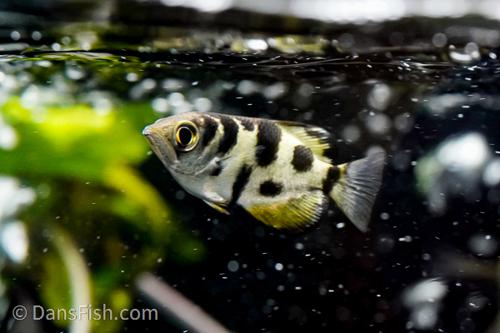 Small Scale Archer Fish