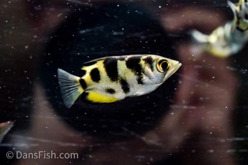 Small Scale Archer Fish