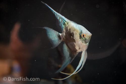 Smokey Blue Pinoy Angelfish - Adults