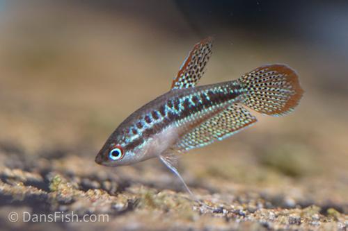 Sparkling Gourami