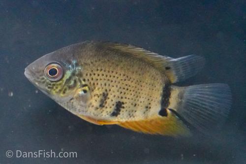Spotted Severum