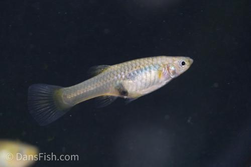 Staeck Endlers, Pair (1M1F)