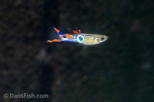 Staeck Endlers, Pair (1M1F)