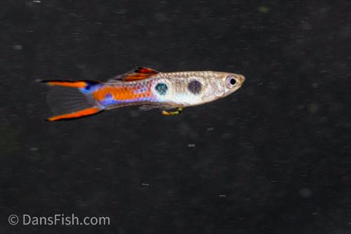 Staeck Endlers, Pair (1M1F)