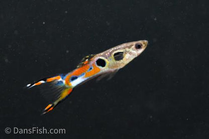 Staeck Endlers, Pair (1M1F)