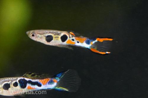 Staeck Endlers, Pair (1M1F)