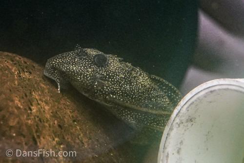 L262 Stardust Pleco