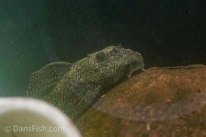 L262 Stardust Pleco