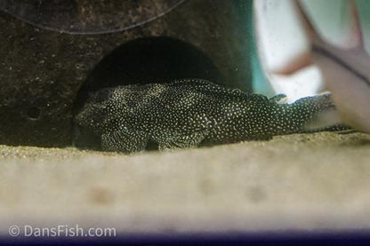 L262 Stardust Pleco
