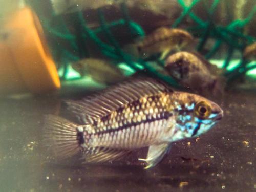 Steel Blue Apistogramma Juvenile