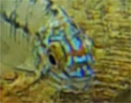 Steel Blue Apistogramma Juvenile