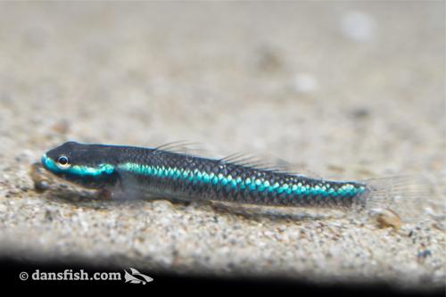 Neon Blue Goby