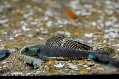 Palauan Goby