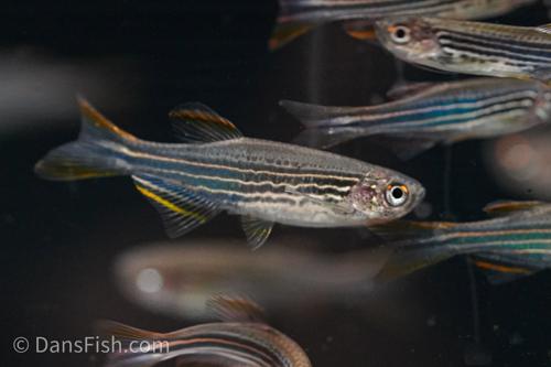 Striped Kyathit Orange Finned Danio