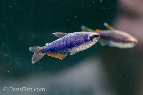 Super Blue Emperor Kerri Tetra