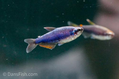 Super Blue Emperor Kerri Tetra