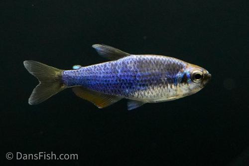 Super Blue Emperor Kerri Tetra