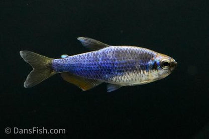 Super Blue Emperor Kerri Tetra