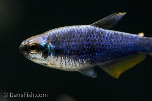 Super Blue Emperor Kerri Tetra