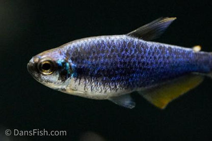 Super Blue Emperor Kerri Tetra