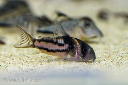 Super Parallelus Cory CW127