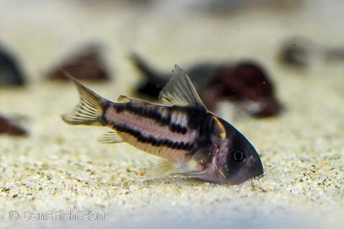 Super Parallelus Cory CW127