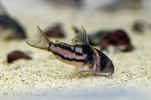 Super Parallelus Cory CW127