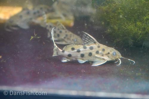 Synodontis ocellifer