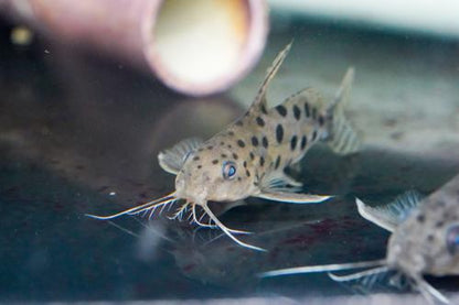Synodontis ocellifer