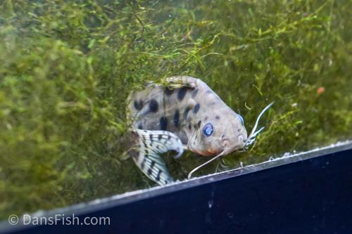 Synodontis ocellifer