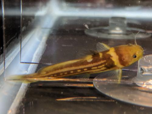 Tachysurus trilineatus