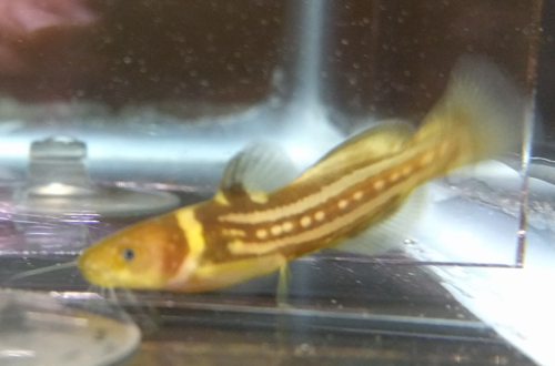 Tachysurus trilineatus