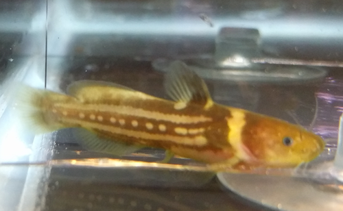 Tachysurus trilineatus