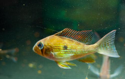 Threadfin Acara