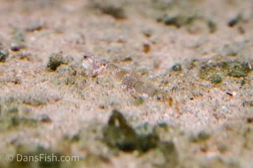 Tiger Goby