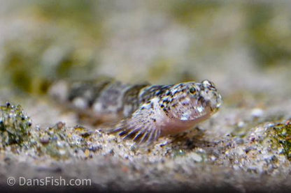 Tiger Goby