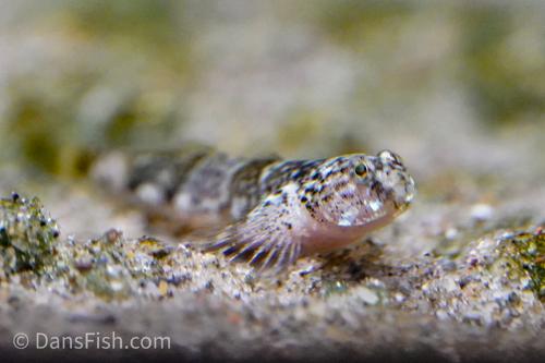 Tiger Goby