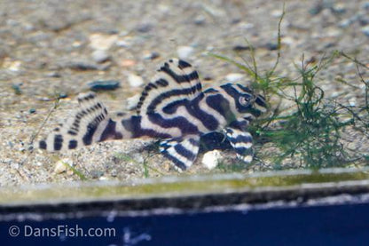 L333 Belo Monte Pleco