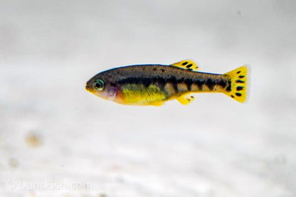 Trout Goodeid