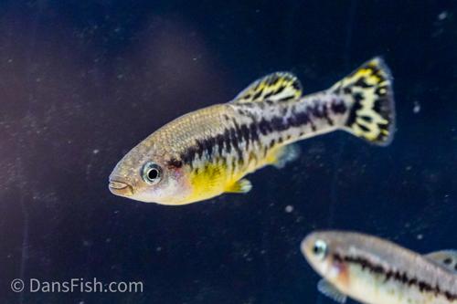 Trout Goodeid