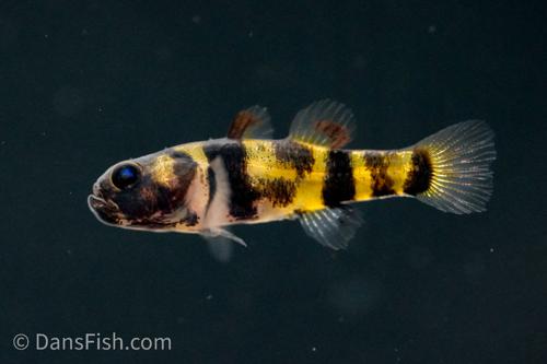 True Freshwater Bumblebee Goby