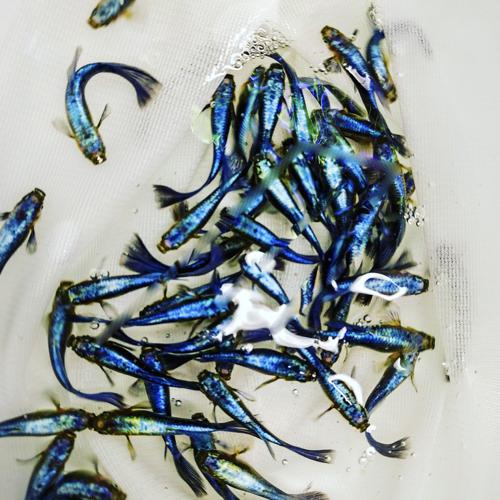 Turquoise Guppy, Trio (1M2F)