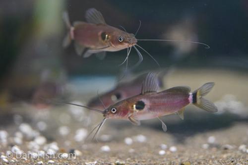 Two Spot Catfish