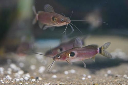 Two Spot Catfish