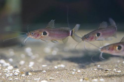 Two Spot Catfish