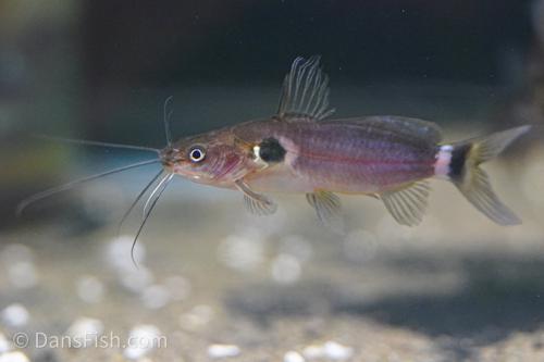 Two Spot Catfish