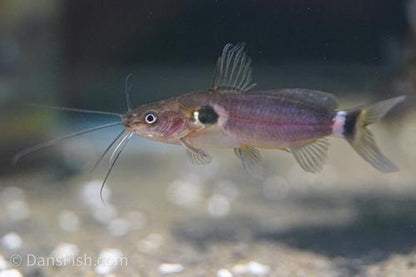Two Spot Catfish