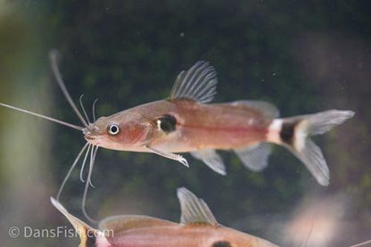 Two Spot Catfish