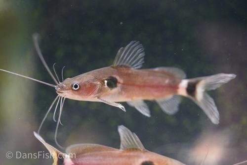 Two Spot Catfish